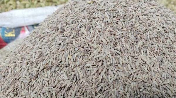 ভারতীয় আমদানিকৃত জিরার দাম কমে ৬০০ টাকা